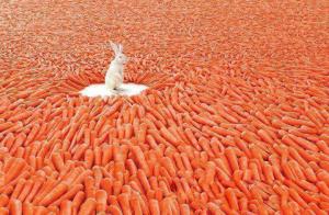 No sólo de zanahoria debe vivir el conejo.